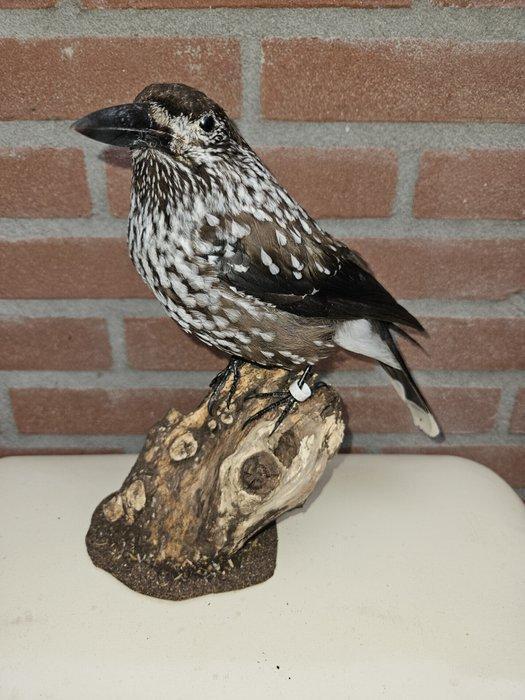 Notenkraker Taxidermie volledige montage - Nucifraga, Verzamelen, Dierenverzamelingen