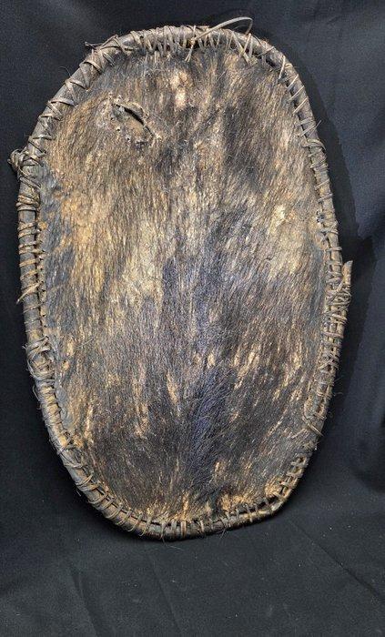 Wild Pig Skin Shield - Papua, Antiek en Kunst, Kunst | Niet-Westerse kunst