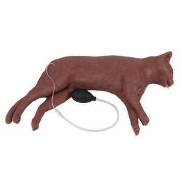Anatomie model kat, reanimatiepop CaPpeR beschikbaar voor biedingen