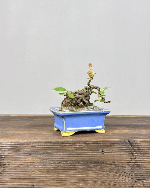 Gekroonde contributed - Hoogte (boom): 13 cm - Diepte, Antiek en Kunst, Curiosa en Brocante