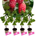 Rubus Tayberry + Pot 9cm 4 stuks, Tuin en Terras, Halfschaduw, Verzenden