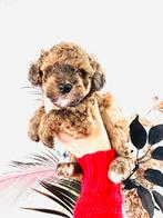 Maltipoo f1b te reserveren 5 weken oud nu,, Dieren en Toebehoren, Honden | Chihuahua's en Gezelschapshonden, Parvo, Overige rassen