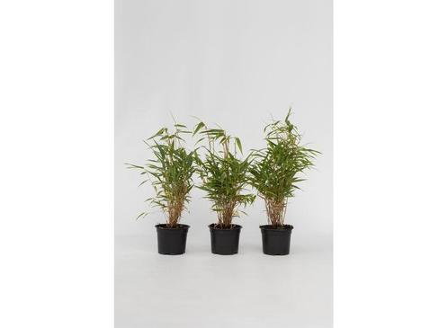 3 Groene Bamboe struiken - Fargesia Rufa, Huis en Inrichting, Kamerplanten, Verzenden