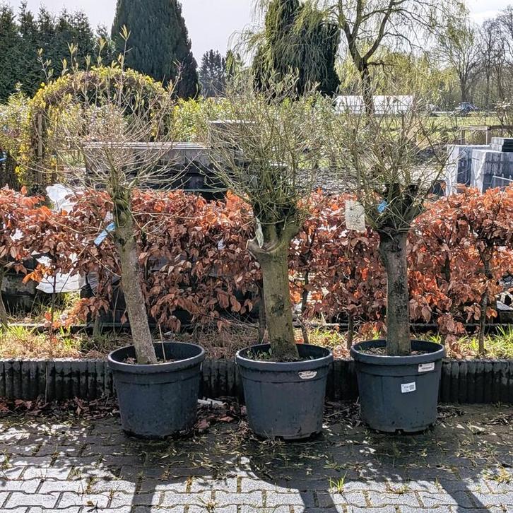 3x Olijfboom in pot Olea europea, Tuin en Terras, Planten | Bomen
