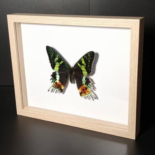 Wanddecoratie - Madagaskar - Papillon Urania ripheus, Verzamelen, Dierenverzamelingen