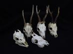 Roebuck SkullS Schedel - Capreolus capreolus - 0 cm - 0 cm -, Verzamelen, Dierenverzamelingen, Nieuw