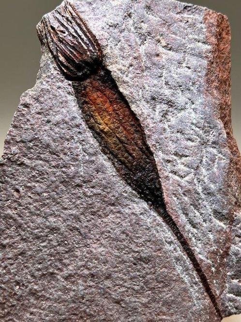 Prachtig buitenaards uitziend fossiel - Fossiele, Verzamelen, Mineralen en Fossielen