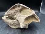 Dinosaurus - Fossiele schedel - Psittacosaurus sp. - 13 cm -