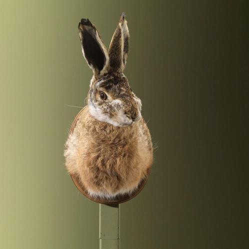 Haas Taxidermie Opgezette Dieren By Max, Verzamelen, Dierenverzamelingen, Opgezet dier, Nieuw, Wild dier, Ophalen of Verzenden