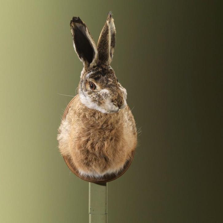 Haas Taxidermie Opgezette Dieren By Max, Verzamelen, Dierenverzamelingen, Opgezet dier, Nieuw, Wild dier, Ophalen of Verzenden