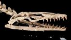 Zeereptiel - Fossiel skelet - Mosasaurio Platecarpus - 2 m -