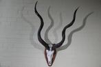 Greater Kudu Schedel - Tragelaphus strepsiceros - 45 cm -, Nieuw