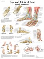 Anatomie poster voet (50x67 cm) + ophangsysteem, Nieuw, Verzenden