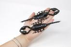 15 x reuzenbos schorpioenen, 165mm A1 klasse entomologie, Nieuw
