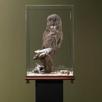 Laplanduil in Habitat Taxidermie Opgezette Dieren By Max beschikbaar voor biedingen