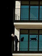 Mr Strange - Le Vieil Homme et ses Chats