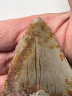 Megalodon tand 8,5 cm - Fossiele tand - Carcharocles, Verzamelen, Mineralen en Fossielen