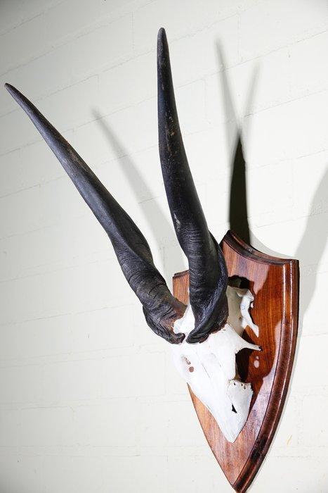 African Antelope Schedel - Common Eland - Taurotragus oryx -, Verzamelen, Dierenverzamelingen