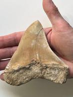 Grote Megalodon-tand 11,1 cm - Fossiele tand - Carcharocles, Verzamelen, Mineralen en Fossielen