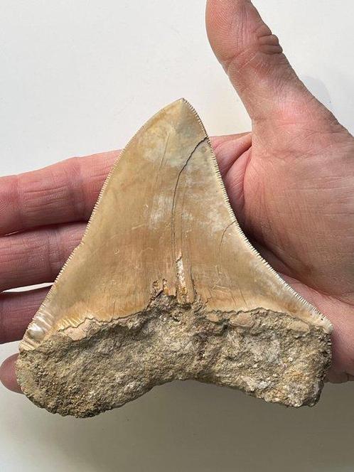 Grote Megalodon-tand 11,1 cm - Fossiele tand - Carcharocles, Verzamelen, Mineralen en Fossielen