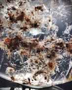 Zeer zeldzaam prachtige natuurlijke goudrutielgevulden, Verzamelen, Mineralen en Fossielen