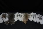 European Rabbit - skin Taxidermie volledige montage -, Nieuw