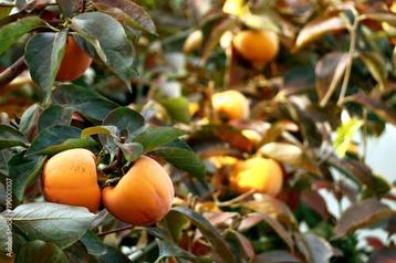 Kaki Lotus Diospyros ?Mela? beschikbaar voor biedingen