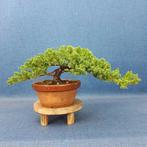 Jeneverbes bonsai (Juniperus) - Hoogte (boom): 11 cm -