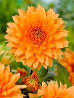 Dahlia Rancho Ø 20 cm bloem (orange), Tuin en Terras, Bloembollen en Zaden, Ophalen of Verzenden
