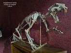 Sabeltandkat Skelet - Megantheron MOULAGE SUR ORIGINAL 140