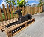Beeld, Bronze: XL Greyhound Dog 106cm - 40.5 cm - Brons -, Antiek en Kunst