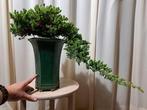 XL juniperus bonsai cascade in grote bonsaipot - Hoogte