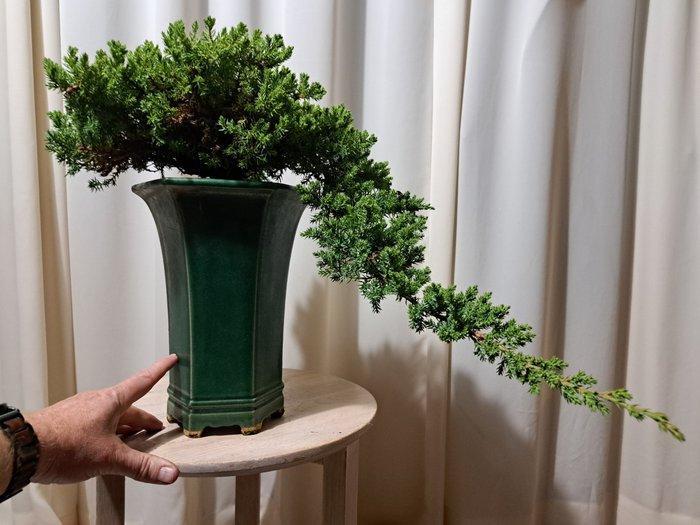 XL juniperus bonsai cascade in grote bonsaipot - Hoogte, Antiek en Kunst, Curiosa en Brocante