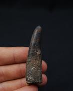 Spinosaurus - Fossiele tand - Spinosaurus aegyptiacus raro, Verzamelen, Mineralen en Fossielen