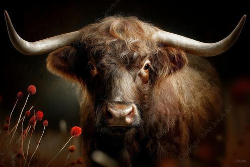 1132 - John Joseb - Schotse Hooglander, koe, stier, bloemen, Huis en Inrichting, Woonaccessoires | Schilderijen, Tekeningen en Foto's