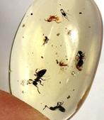 Copal - Barnsteen - Insect ready for a ring - Jurassic park