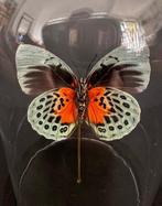 Vlinder Taxidermie volledige montage - Agrias Béatifica