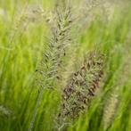 Lampenpoetsersgras: Pennisetum Alopecuroides ‘Hameln’, Volle zon, Vaste plant, Siergrassen, Ophalen of Verzenden