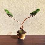 Jeneverbes bonsai (Juniperus) - Hoogte (boom): 34 cm -, Antiek en Kunst, Kunst | Schilderijen | Klassiek