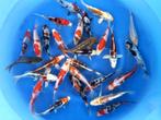 Miyatora 17-20cm  tosai mix (Japanse Koi), Dieren en Toebehoren, Vissen | Vijvervissen, Karper of Koi