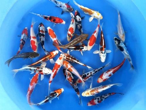Miyatora 17-20cm  tosai mix (Japanse Koi), Dieren en Toebehoren, Vissen | Vijvervissen, Karper of Koi