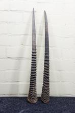 Gemsbok Hoorns - Oryx gazella - 3 cm - 3 cm - 73 cm-