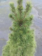 Picea glauca Conica  60 cm  mini kerstboom, Tuin en Terras, Planten | Bomen, In pot, Minder dan 100 cm, Ophalen of Verzenden