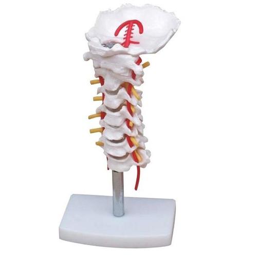 Anatomie model cervicale wervelkolom, 12x12x32 cm, Sport en Fitness, Massageproducten