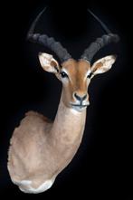 Impala Taxidermie volledige montage - Aepyceros melampus -, Verzamelen, Nieuw