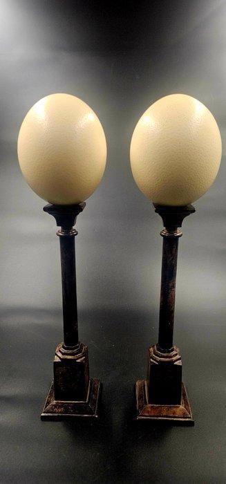 Struisvogel Ei - struthio camelus ei Ostrich egg - 540 mm -, Verzamelen, Dierenverzamelingen