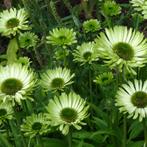 Echinacea purpurea Green Jewel - Potmaat 9x9 cm, Tuin en Terras, Planten | Tuinplanten, Ophalen of Verzenden