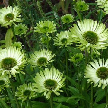 Echinacea purpurea Green Jewel - Potmaat 9x9 cm beschikbaar voor biedingen