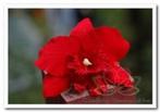 Rode Orchidee zijdebloem kunstbloem Rode Orchidee, Huis en Inrichting, Woonaccessoires | Kunstplanten en Kunstbloemen, Nieuw, Ophalen of Verzenden