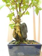 Drietand Esdoorn (Acer Buergerianum) - Hoogte (boom): 25 cm